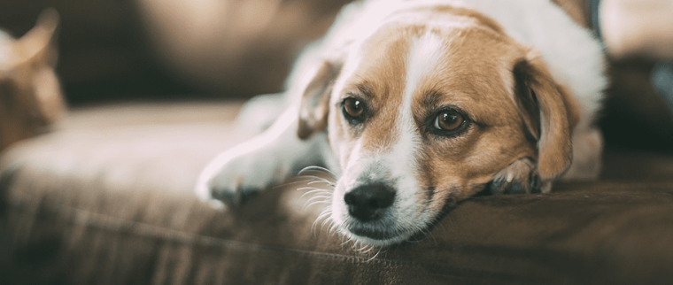 cataracte chez le chien